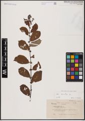 Foto von Salix aurita L.